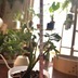 ランキングキーワードに紐づく投稿画像-観葉植物