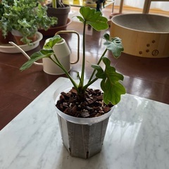 観葉植物_クッカバラの画像
