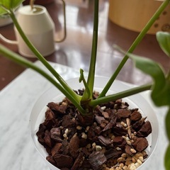 観葉植物_クッカバラの画像