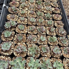 多肉植物　　エケベリアの画像