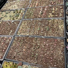 多肉植物　　エケベリアの画像