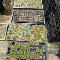 多肉植物　　エケベリアの画像
