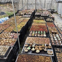 多肉植物　　エケベリアの画像