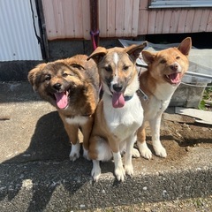 元野犬の兄妹