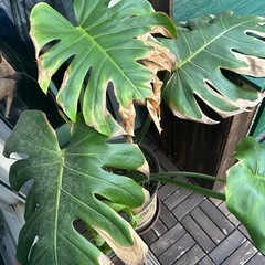 観葉植物☆モンステラの画像