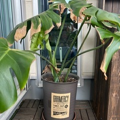 観葉植物☆モンステラ