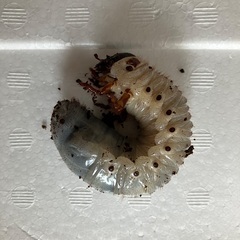 ヘラクレスオオカブト　3令幼虫