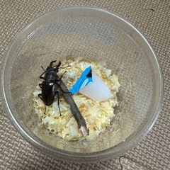 ミヤマクワガタ ♂単品