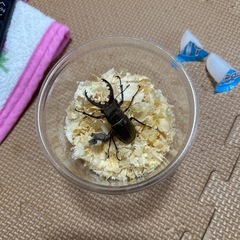 ミヤマクワガタ ♂単品の画像