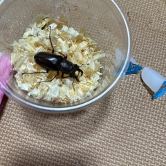 ミヤマクワガタ ♂単品の画像