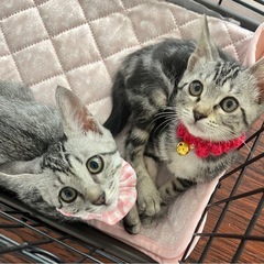 美猫の姉妹です❤️