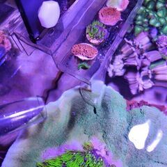 フラグサンゴ(ウスコモン・スタポ・ボタンポリプ)の画像