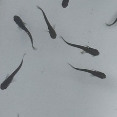 １０匹５００円　妲己メダカ　めだか　幼魚の画像