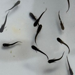 １０匹５００円　妲己メダカ　めだか　幼魚の画像