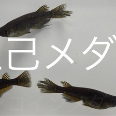 １０匹５００円　妲己メダカ　めだか　幼魚の画像