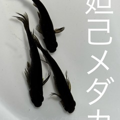 １０匹５００円　妲己メダカ　めだか　幼魚の画像