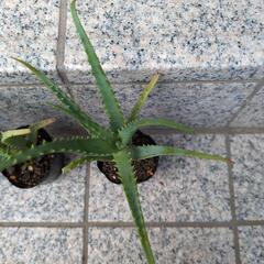 【お値下げ】キダチアロエ　3年目根付いていますの画像