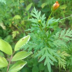 キバナコスモスの苗の画像