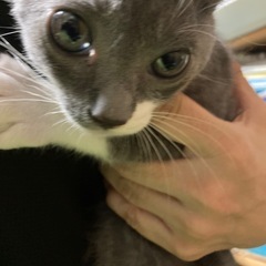グレー白の子猫の里親さん、募集してます。