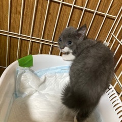 グレー白の子猫の里親さん、募集してます。 - 常総市