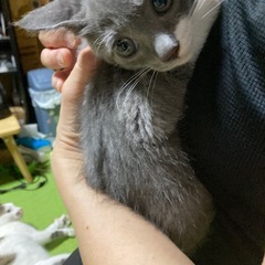 グレー白の子猫の里親さん、募集してます。 - 猫
