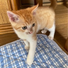兄妹子猫　颯太と芽依