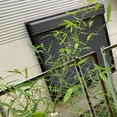 七夕用　笹の葉　３本の画像