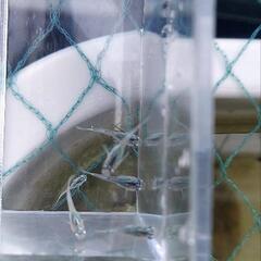 みゆきメダカの画像