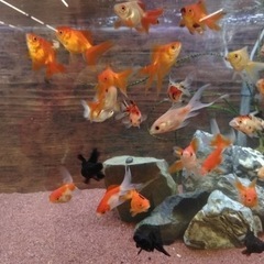 ミックス金魚の画像