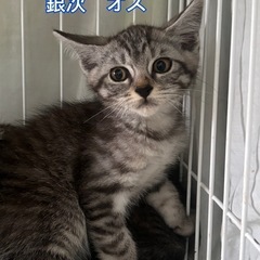 4兄妹子猫