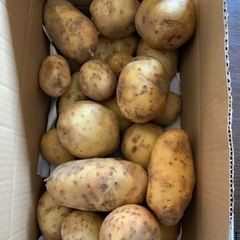 新じゃがいも　ジャガイモ　3kg 6月21日収穫じゃがいも　 無...
