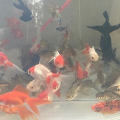 ミックス金魚の画像
