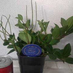ペペロミア フェアリー 観葉植物