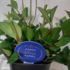 ペペロミア フェアリー 観葉植物の画像