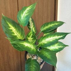 A58 観葉植物 ディフェンバキア カミーラ