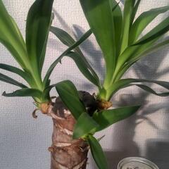 ユッカ 青年の樹 観葉植物 茶色い鉢