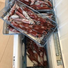 釣り友募集【イカ夜焚き】