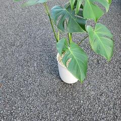 モンステラ　アダンソニ－の画像