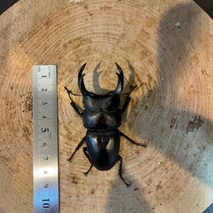 オオクワガタ　能勢産　♂単品の画像