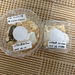 ニジイロクワガタ