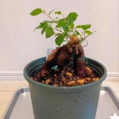 ガジュマル 観葉植物