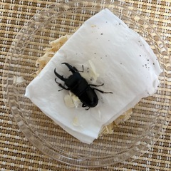 48mmヒラタクワガタ♂単品の画像