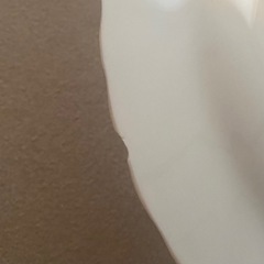 食器　胡蝶蘭MARUSANの画像