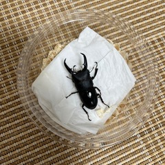 56mmヒラタクワガタ♂単品の画像