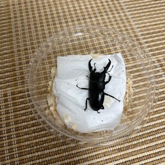 59mmヒラタクワガタ♂単品の画像