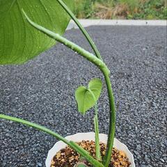 モンステラ　デリシオーサ　茎伏せの画像