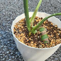 モンステラ　デリシオーサ　茎伏せの画像