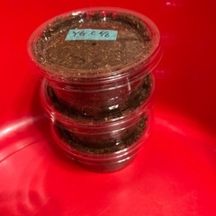 オオクワガタ　幼虫🐛３匹