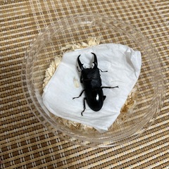 60mmヒラタクワガタ♂単品の画像