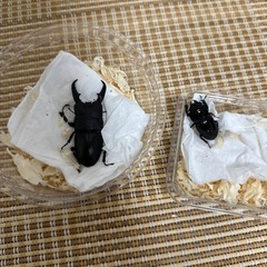 ヒラタクワガタ♂65mm♀36mmの画像